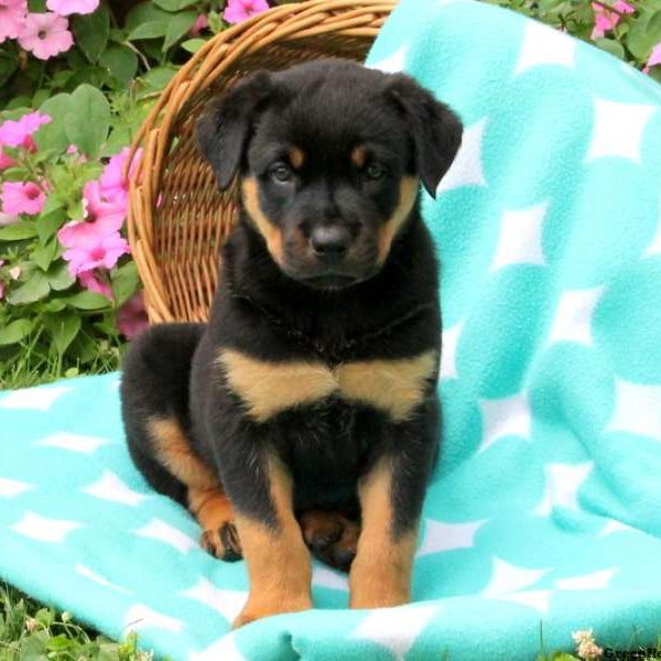 Thatcher, Rottweiler Puppy