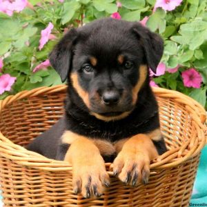 Thatcher, Rottweiler Puppy