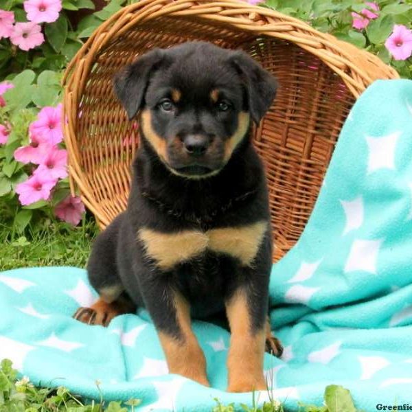 Theo, Rottweiler Puppy