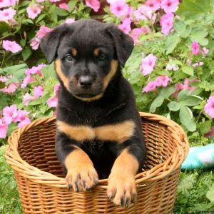 Theo, Rottweiler Puppy