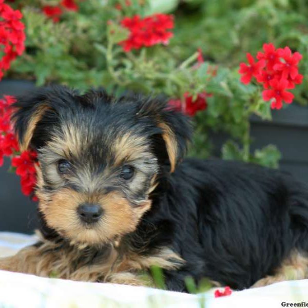 Theodore, Yorkshire Terrier Puppy