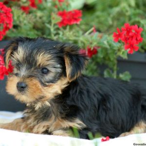 Theodore, Yorkshire Terrier Puppy