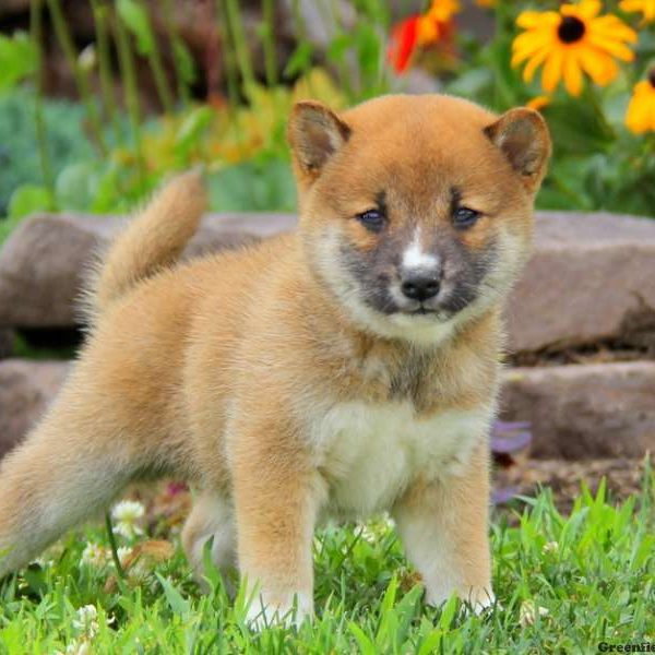 Thunder, Shiba Inu Puppy