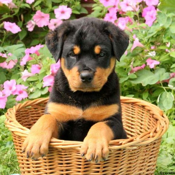 Thunder, Rottweiler Puppy