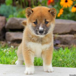 Thunder, Shiba Inu Puppy