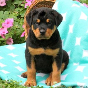 Thunder, Rottweiler Puppy