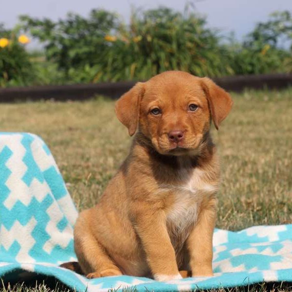 Tia, Rottweiler Mix Puppy