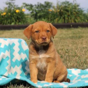 Tia, Rottweiler Mix Puppy