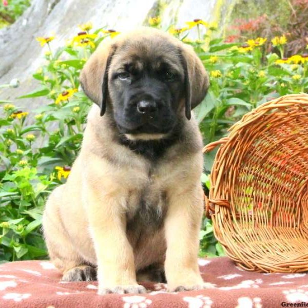 Tiffany, English Mastiff Puppy