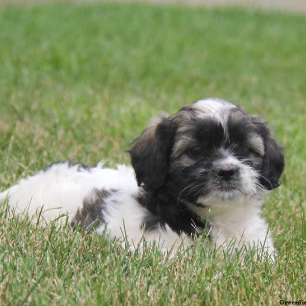 Tiffany, Shih Tzu Mix Puppy