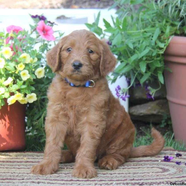 Tiffany, Goldendoodle Puppy