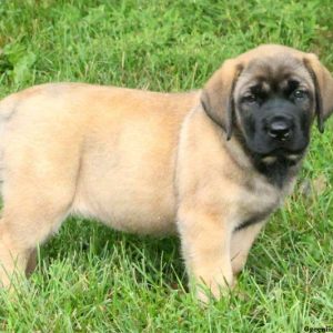 Tiffany, English Mastiff Puppy