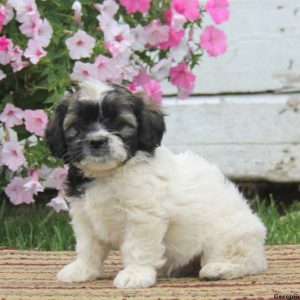 Tiffany, Shih Tzu Mix Puppy