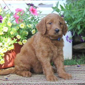 Tiffany, Goldendoodle Puppy