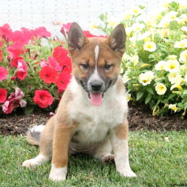 Tilly, Shiba Inu Mix Puppy