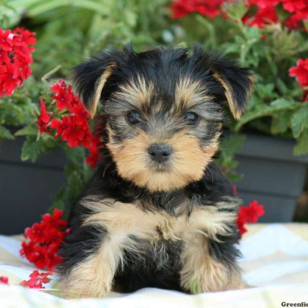 Tilly, Yorkshire Terrier Puppy