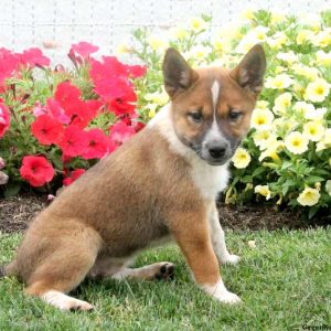 Tilly, Shiba Inu Mix Puppy