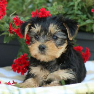 Tilly, Yorkshire Terrier Puppy