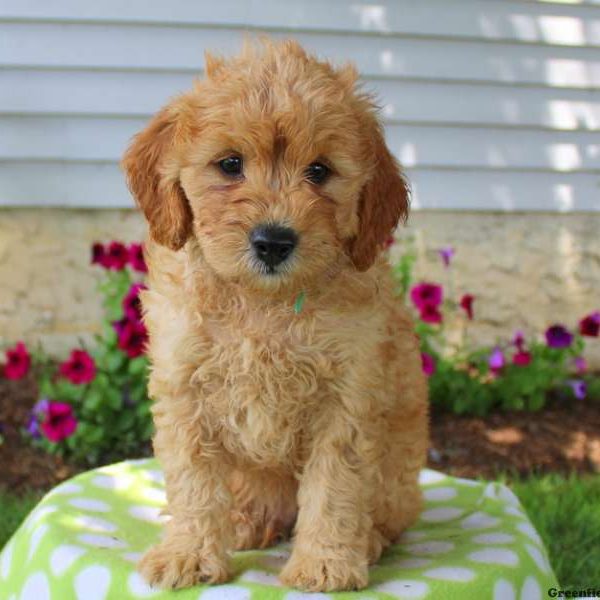 Tim, Goldendoodle-Miniature Puppy