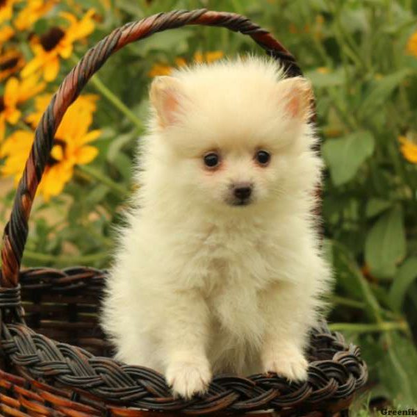 Tim, Pomeranian Puppy