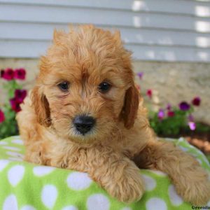 Tim, Goldendoodle-Miniature Puppy