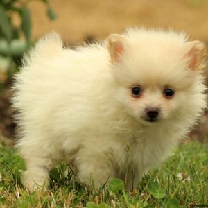 Tim, Pomeranian Puppy