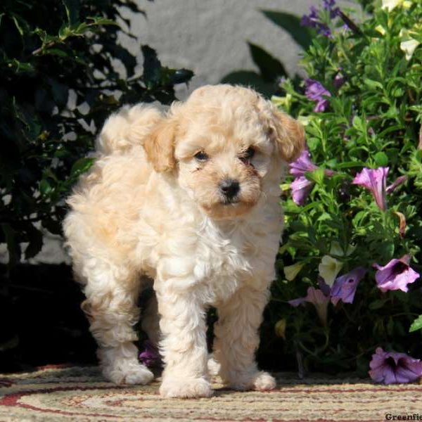 Timmy, Miniature Poodle Puppy