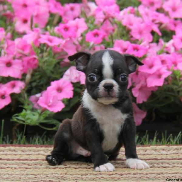 Timmy, Boston Terrier Puppy