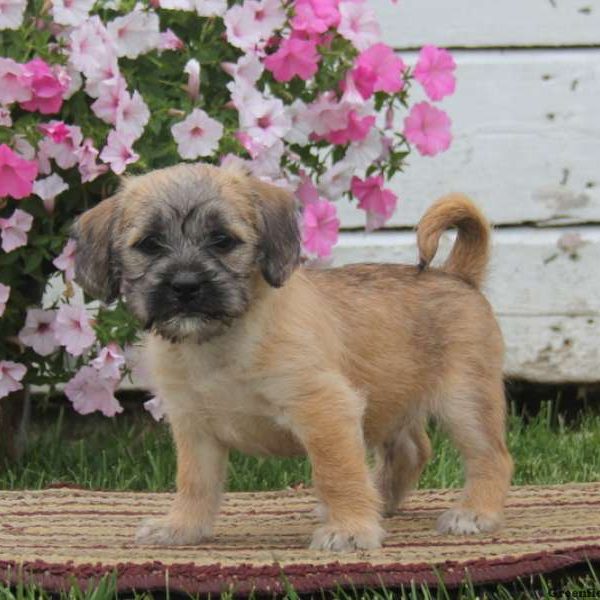 Timmy, Shih Tzu Mix Puppy