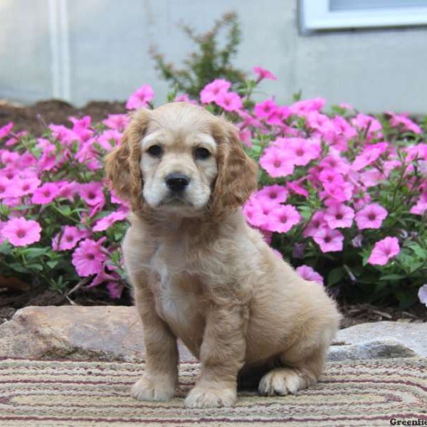 Timmy, Cocker Spaniel Puppy