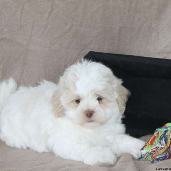 Timmy, Shichon / Teddy Bear Puppy