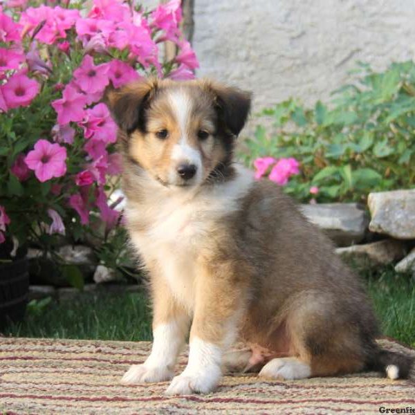 Timmy, Shetland Sheepdog Puppy