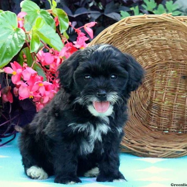 Timmy, Miniature Poodle Mix Puppy