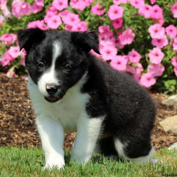 Timmy, Border Collie Puppy