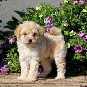 Timmy, Miniature Poodle Puppy