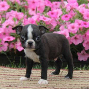 Timmy, Boston Terrier Puppy