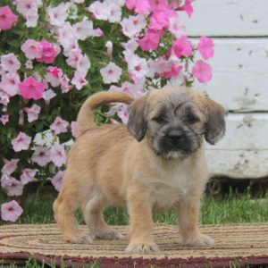 Timmy, Shih Tzu Mix Puppy