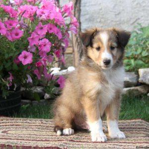 Timmy, Shetland Sheepdog Puppy