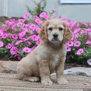 Timmy, Cocker Spaniel Puppy