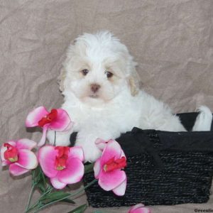 Timmy, Shichon / Teddy Bear Puppy