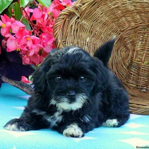 Timmy, Miniature Poodle Mix Puppy