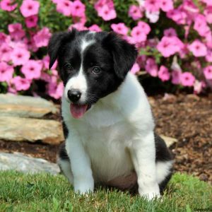 Timmy, Border Collie Puppy