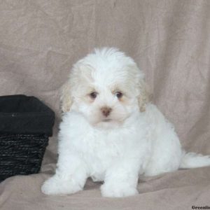 Timmy, Shichon / Teddy Bear Puppy