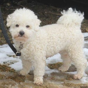 Timmy, Shichon / Teddy Bear Puppy