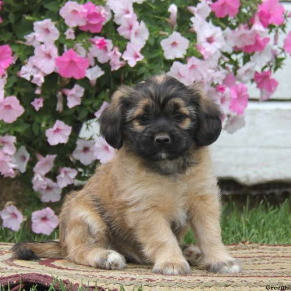 Tina, Shih Tzu Mix Puppy