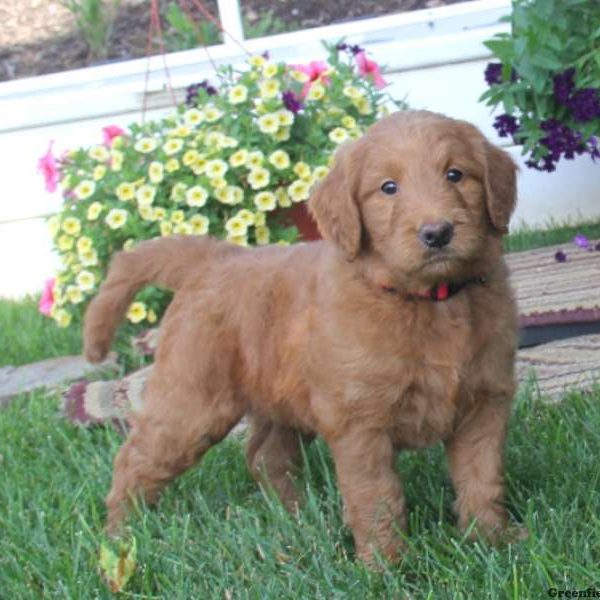 Tina, Goldendoodle Puppy