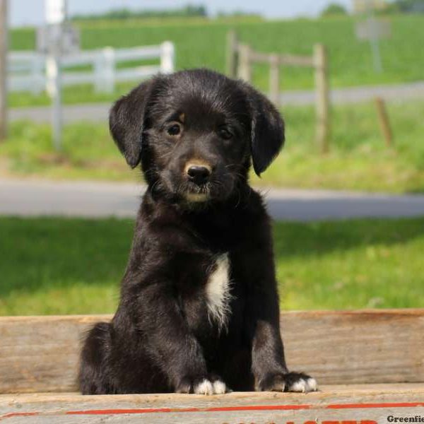 Tina, Labradoodle-Miniature Puppy