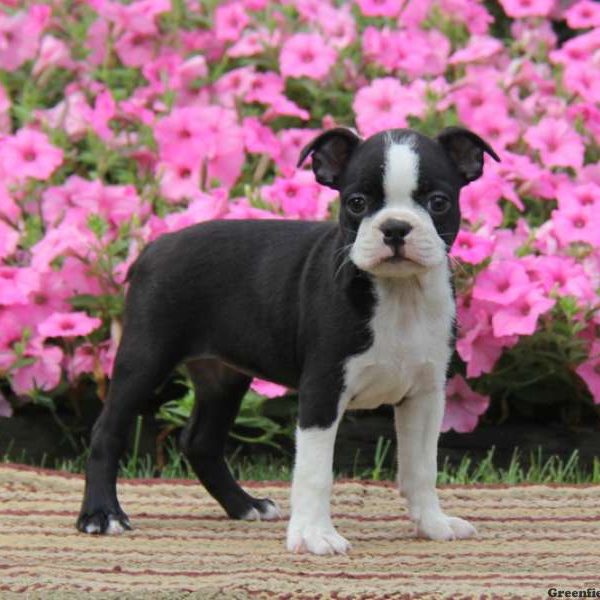 Tina, Boston Terrier Puppy