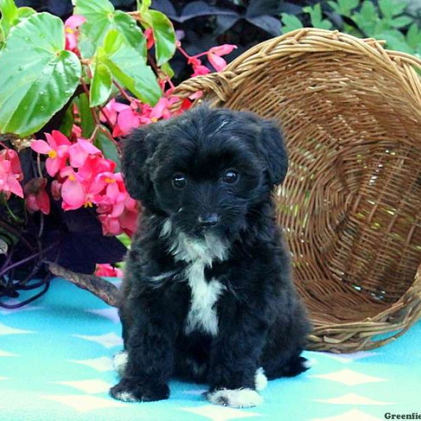 Tina, Miniature Poodle Mix Puppy