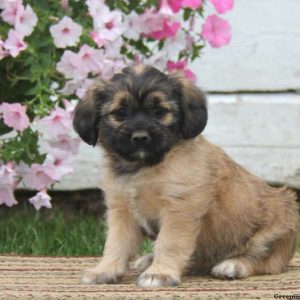 Tina, Shih Tzu Mix Puppy